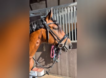 Cruzado, Stute, 7 Jahre, 157 cm, Brauner