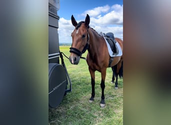 Cruzado, Stute, 7 Jahre, 157 cm, Brauner