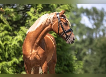 Cruzado, Stute, 7 Jahre, 157 cm, Fuchs