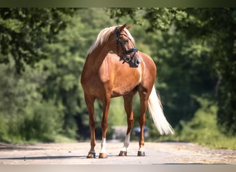 Cruzado, Stute, 7 Jahre, 157 cm, Fuchs