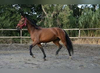 Cruzado Mix, Stute, 7 Jahre, 160 cm, Dunkelbrauner