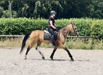 Cruzado, Stute, 7 Jahre, 160 cm, Falbe