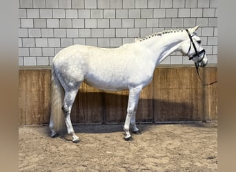 Cruzado, Stute, 7 Jahre, 160 cm