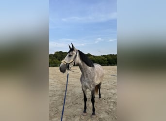 Cruzado, Stute, 7 Jahre, 165 cm, Schimmel