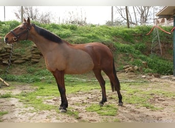 Cruzado, Stute, 8 Jahre, 153 cm, Hellbrauner