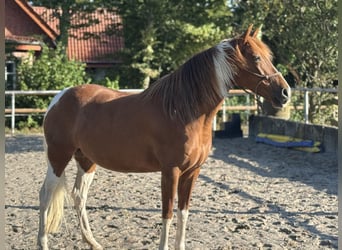 Cruzado, Stute, 8 Jahre, 153 cm, Schecke