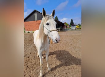 Cruzado, Stute, 8 Jahre, 155 cm, Buckskin