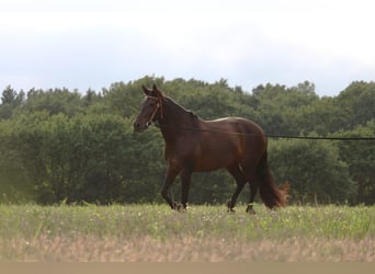 Cruzado, Stute, 8 Jahre, 162 cm, Dunkelbrauner