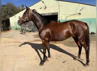 Cruzado Mix, Stute, 8 Jahre, 162 cm, Hellbrauner