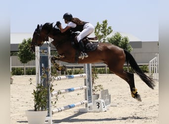 Cruzado, Stute, 8 Jahre