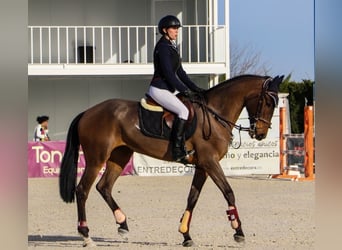 Cruzado, Stute, 8 Jahre