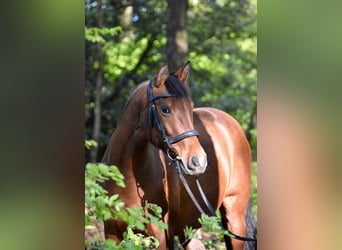 Cruzado, Stute, 9 Jahre, 155 cm, Brauner