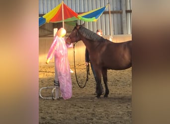 Cruzado, Stute, 9 Jahre, 155 cm, Brauner