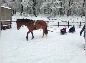 Cruzado, Stute, 9 Jahre, 155 cm, Brauner