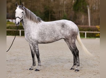 Cruzado, Stute, 9 Jahre, 155 cm, Fliegenschimmel