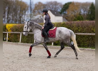 Cruzado, Stute, 9 Jahre, 155 cm, Fliegenschimmel