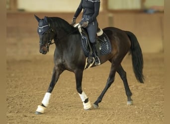 Cruzado, Stute, 9 Jahre, 160 cm, Dunkelbrauner