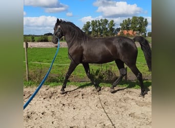 Cruzado, Stute, 9 Jahre, 160 cm, Rappe