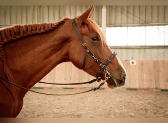 Cruzado, Stute, 9 Jahre, 162 cm, Fuchs
