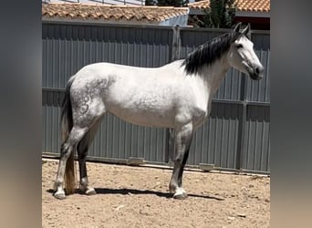 Cruzado, Stute, 9 Jahre, 165 cm, Schimmel