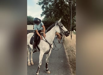 Cruzado Mix, Stute, 9 Jahre, 166 cm, Schimmel