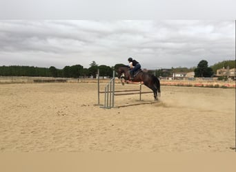 Cruzado, Stute, 9 Jahre, Dunkelbrauner
