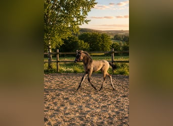 Cruzado, Stute, Fohlen (04/2026), 158 cm, Buckskin