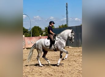 Cruzado, Wałach, 10 lat, 161 cm, Siwa