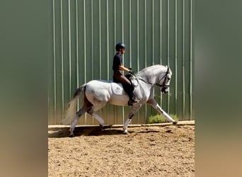 Cruzado, Wałach, 10 lat, 161 cm, Siwa