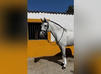 Cruzado, Wałach, 10 lat, 161 cm, Siwa