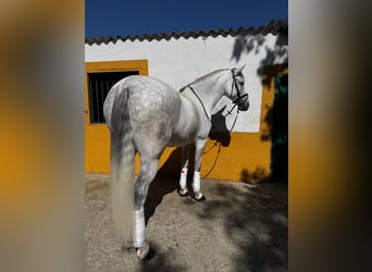 Cruzado, Wałach, 10 lat, 161 cm, Siwa
