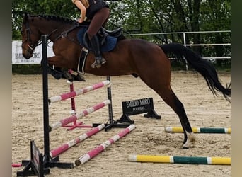 Cruzado, Wałach, 10 lat, 165 cm, Gniada