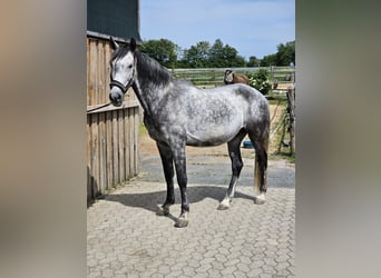 Cruzado, Wałach, 11 lat, 154 cm, Karosiwa