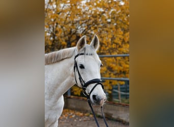 Cruzado, Wałach, 14 lat, 163 cm, Siwa