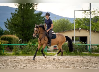Cruzado, Wałach, 15 lat, 160 cm, Bułana