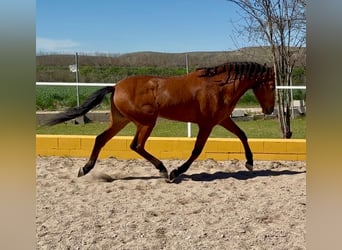 Cruzado, Wałach, 15 lat, 165 cm
