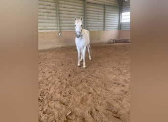 Cruzado Mix, Wałach, 16 lat, 153 cm, Siwa