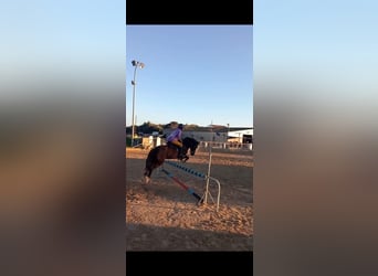 Cruzado, Wałach, 18 lat, 138 cm, Ciemnogniada