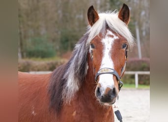 Cruzado, Wałach, 3 lat, 140 cm, Srokata