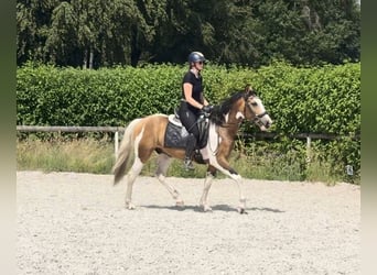 Cruzado, Wałach, 3 lat, 150 cm, Srokata