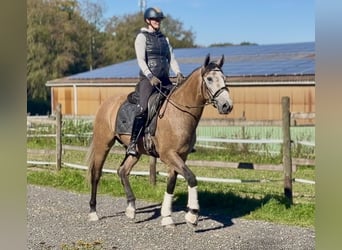 Cruzado, Wałach, 3 lat, 160 cm, Kasztanowatodereszowata