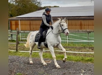 Cruzado, Wałach, 3 lat, 160 cm, Tarantowata