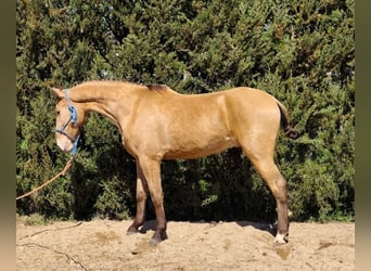 Cruzado Mix, Wałach, 3 lat, 167 cm, Bułana