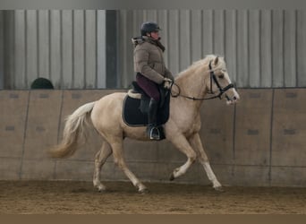 Cruzado, Wałach, 4 lat, 135 cm, Izabelowata