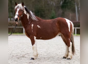 Cruzado, Wałach, 4 lat, 140 cm, Srokata