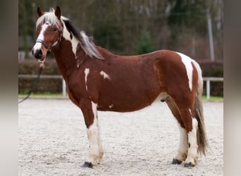 Cruzado, Wałach, 4 lat, 140 cm, Srokata