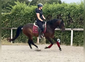 Cruzado, Wałach, 4 lat, 150 cm, Ciemnogniada