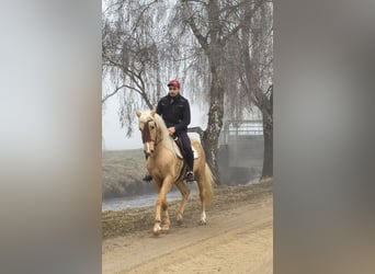 Cruzado, Wałach, 4 lat, 155 cm, Izabelowata