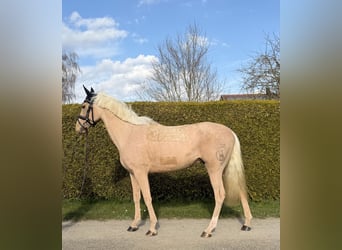 Cruzado, Wałach, 4 lat, 155 cm, Izabelowata