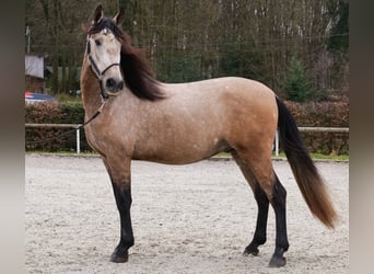 Cruzado, Wałach, 4 lat, 158 cm, Formy Brown Falb